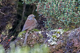 Line-fronted Canastero