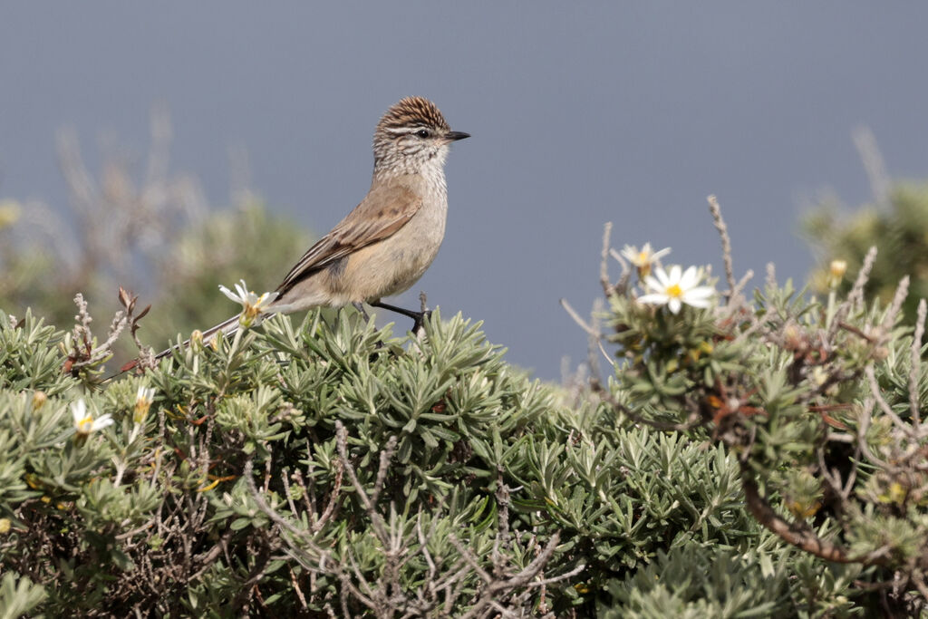 Plain-mantled Tit-Spinetail