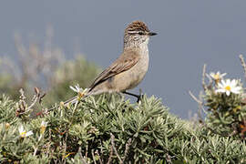 Plain-mantled Tit-Spinetail