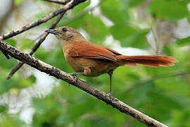 White-lored Spinetail