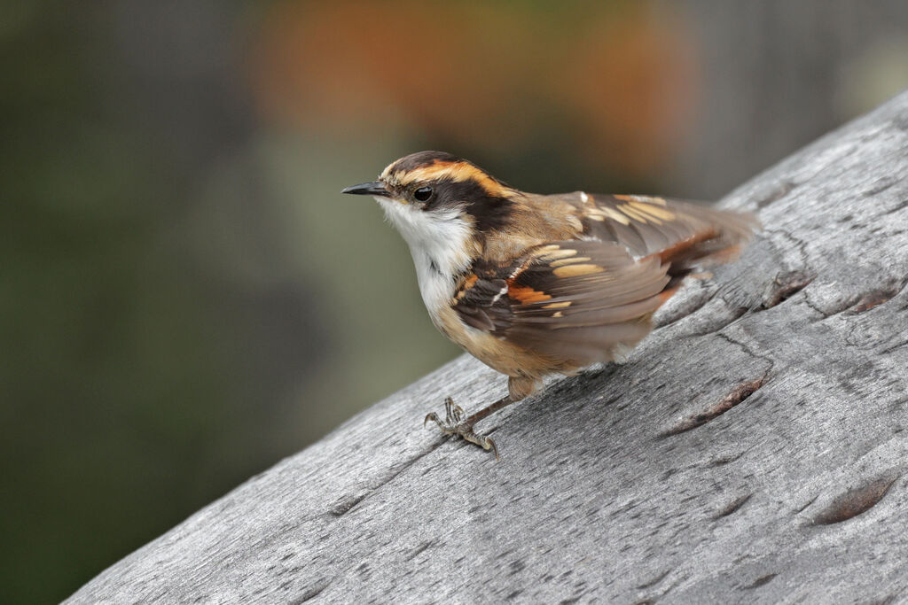 Thorn-tailed Rayaditoadult