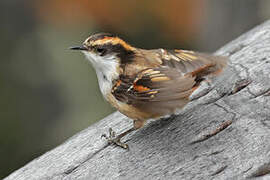 Thorn-tailed Rayadito