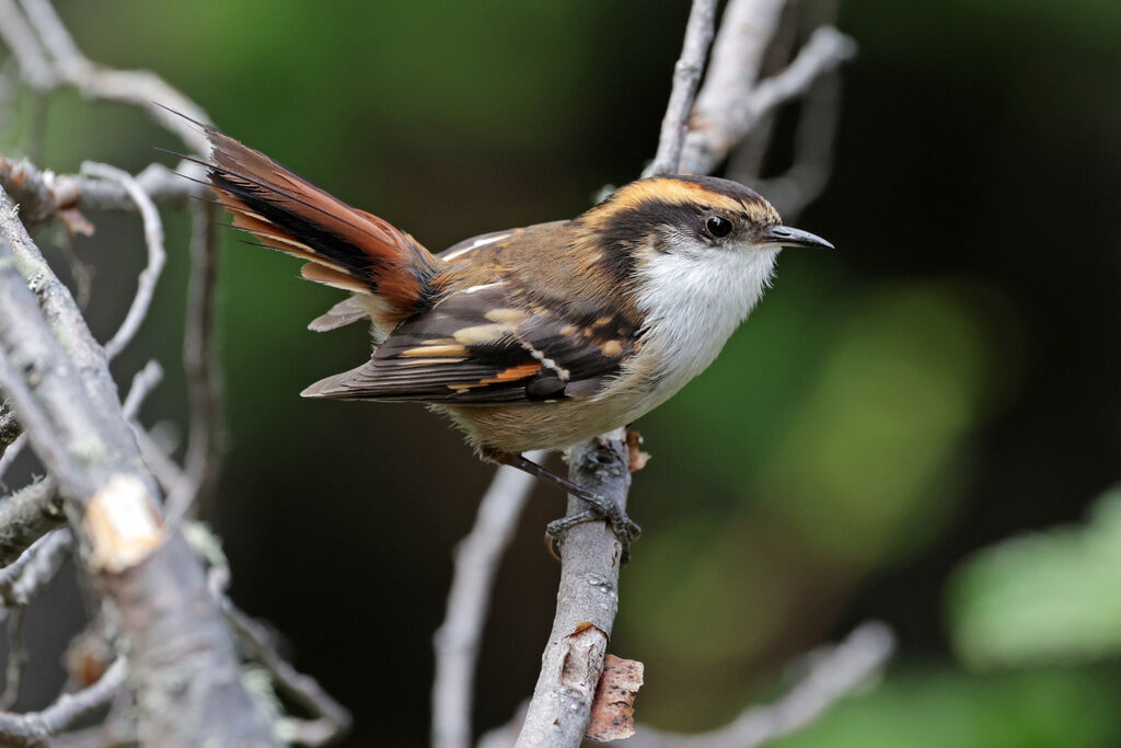 Thorn-tailed Rayaditoadult