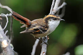 Thorn-tailed Rayadito