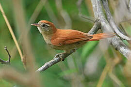 Rusty-backed Spinetail