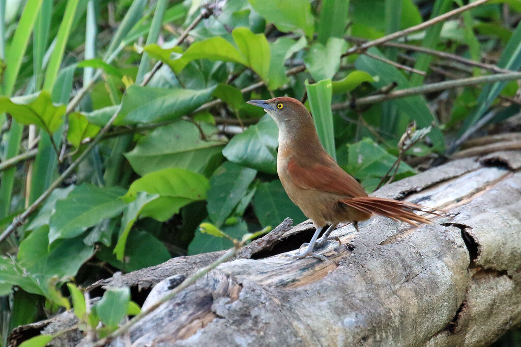 Greater Thornbirdadult