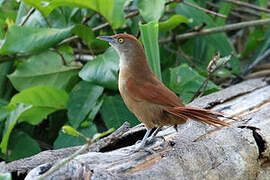 Greater Thornbird