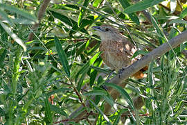 Freckle-breasted Thornbird