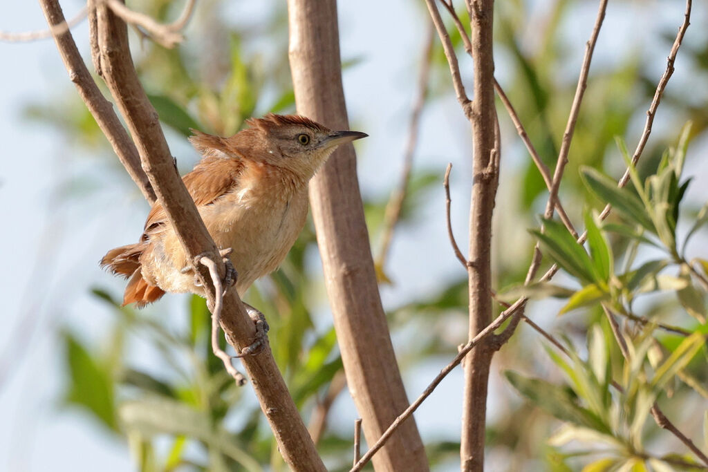 Freckle-breasted Thornbird