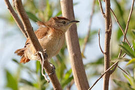 Freckle-breasted Thornbird