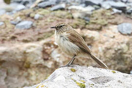 Streak-throated Canastero