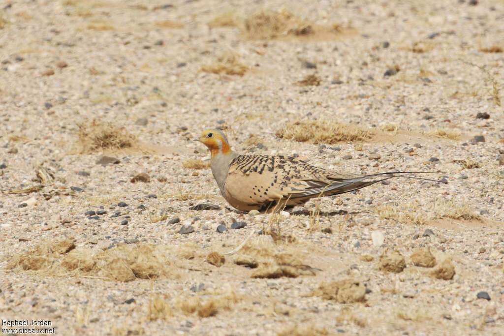 Pallas's Sandgrouse male adult breeding, habitat, camouflage, pigmentation