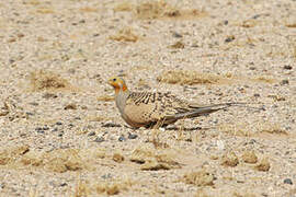 Pallas's Sandgrouse