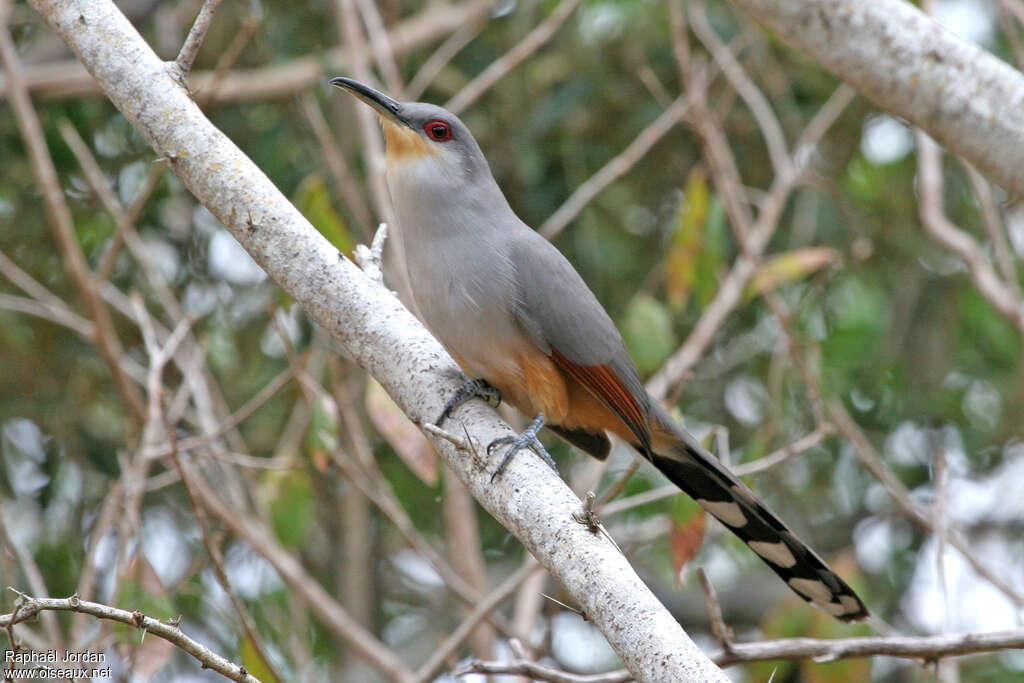 Hispaniolan Lizard Cuckooadult, identification