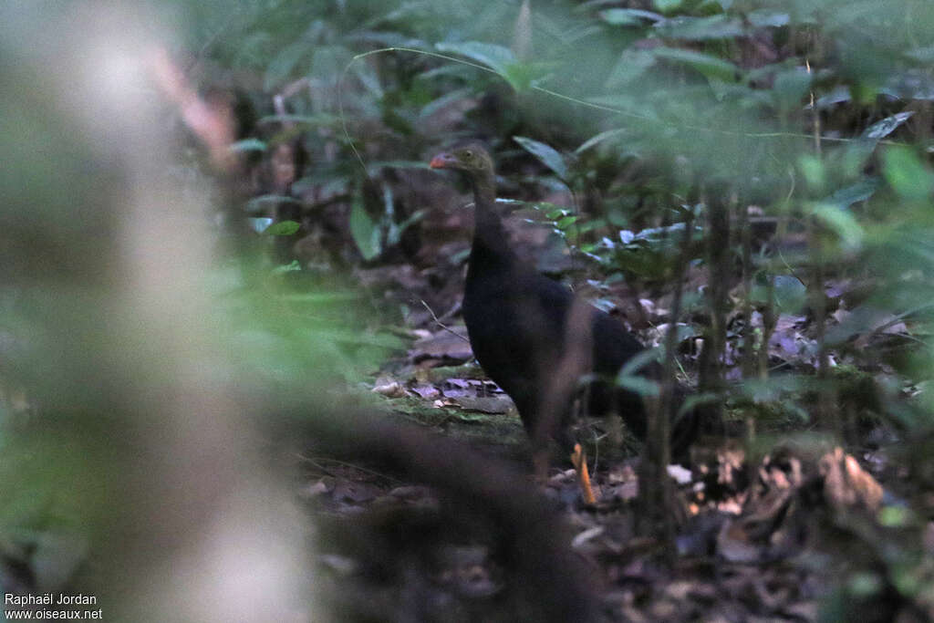 Red-billed Brushturkey male adult