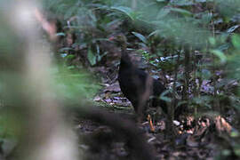 Red-billed Brushturkey