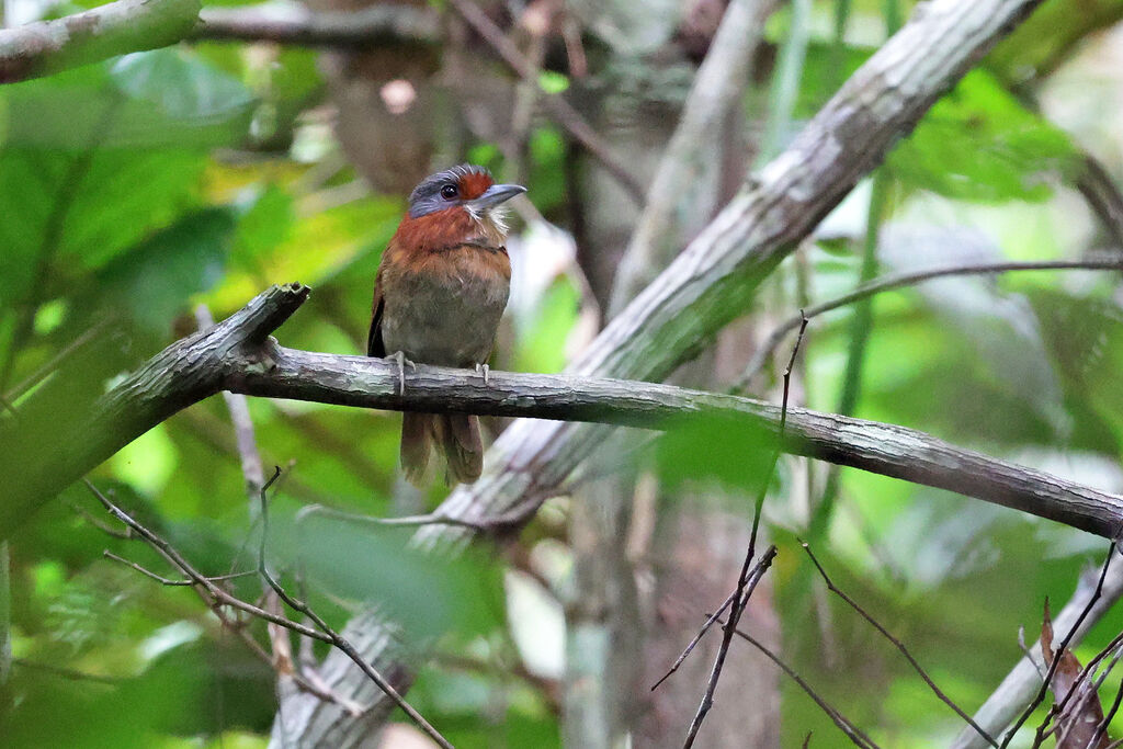 Rufous-necked Puffbirdadult