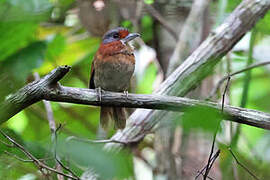 Rufous-necked Puffbird