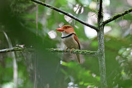 Collared Puffbird