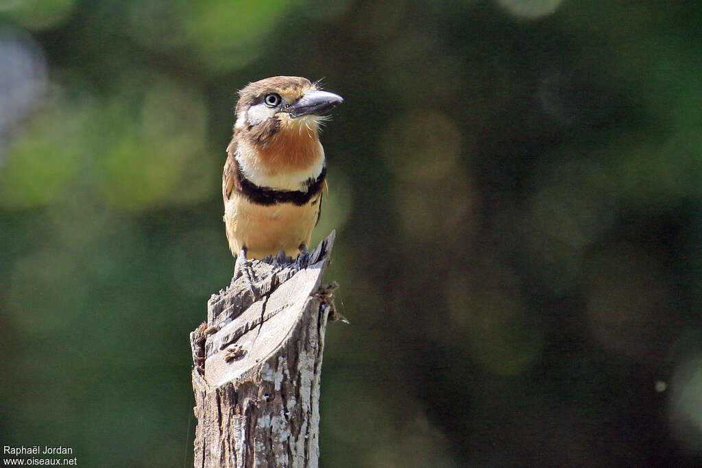 Russet-throated Puffbirdadult, close-up portrait