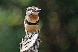 Russet-throated Puffbird