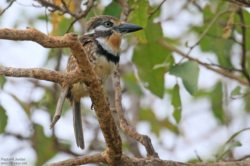 Russet-throated Puffbirdadult, identification