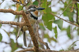 Russet-throated Puffbird