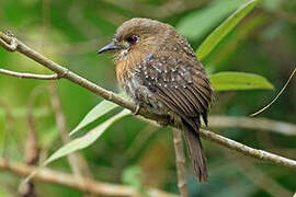 Moustached Puffbird