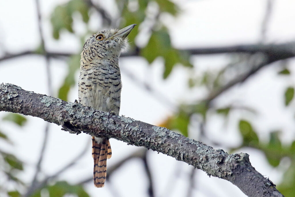 Barred Puffbirdadult