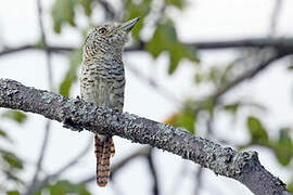 Barred Puffbird