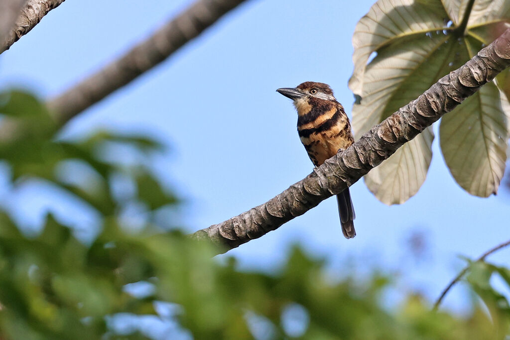 Tamatia bifasciéadulte