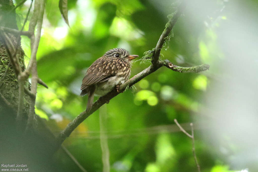 White-chested Puffbird, identification