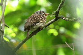 White-chested Puffbird