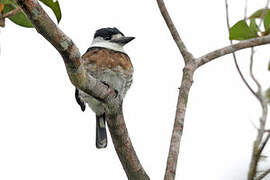 Brown-banded Puffbird