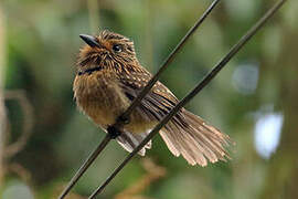 Crescent-chested Puffbird