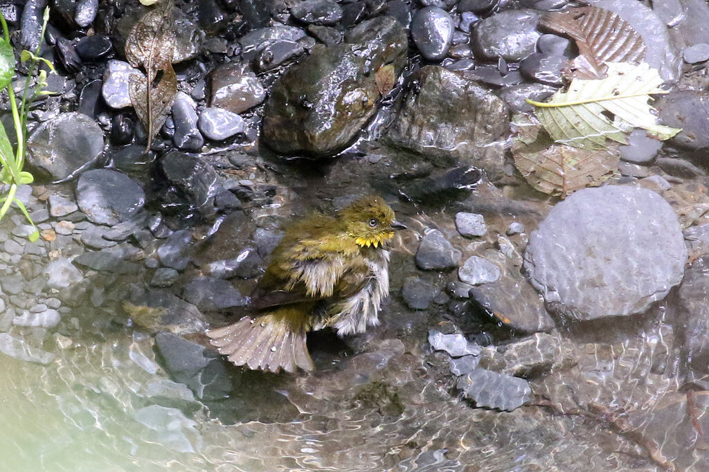 Yellow-whiskered Bush Tanageradult