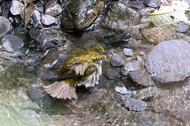 Yellow-whiskered Bush Tanager