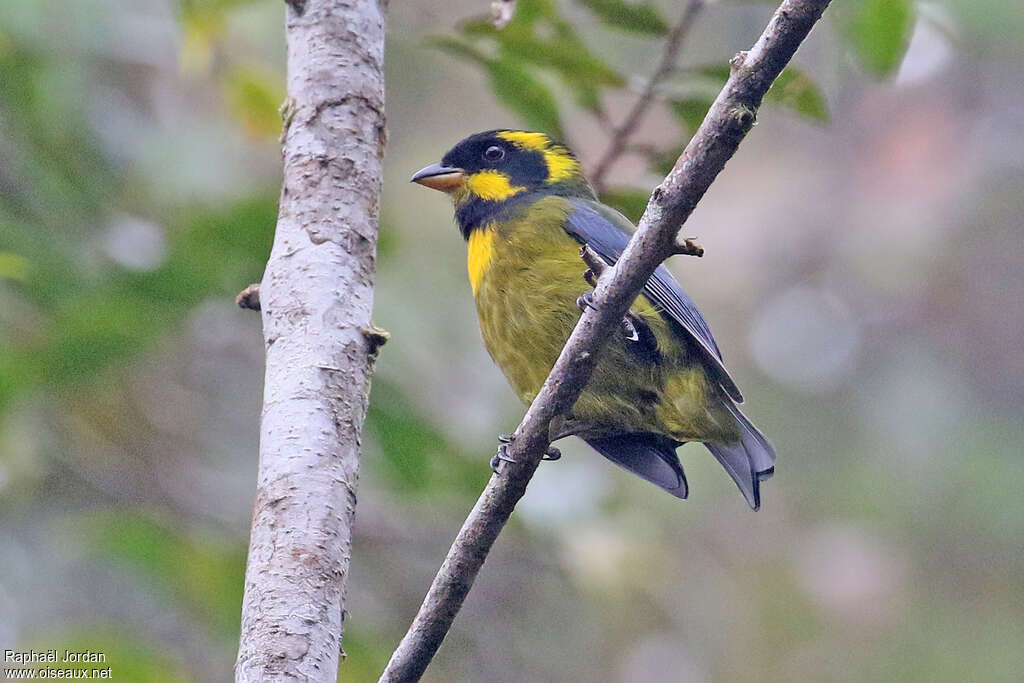 Tangara à boucles d'oradulte, identification