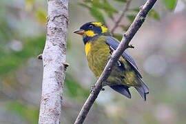 Gold-ringed Tanager