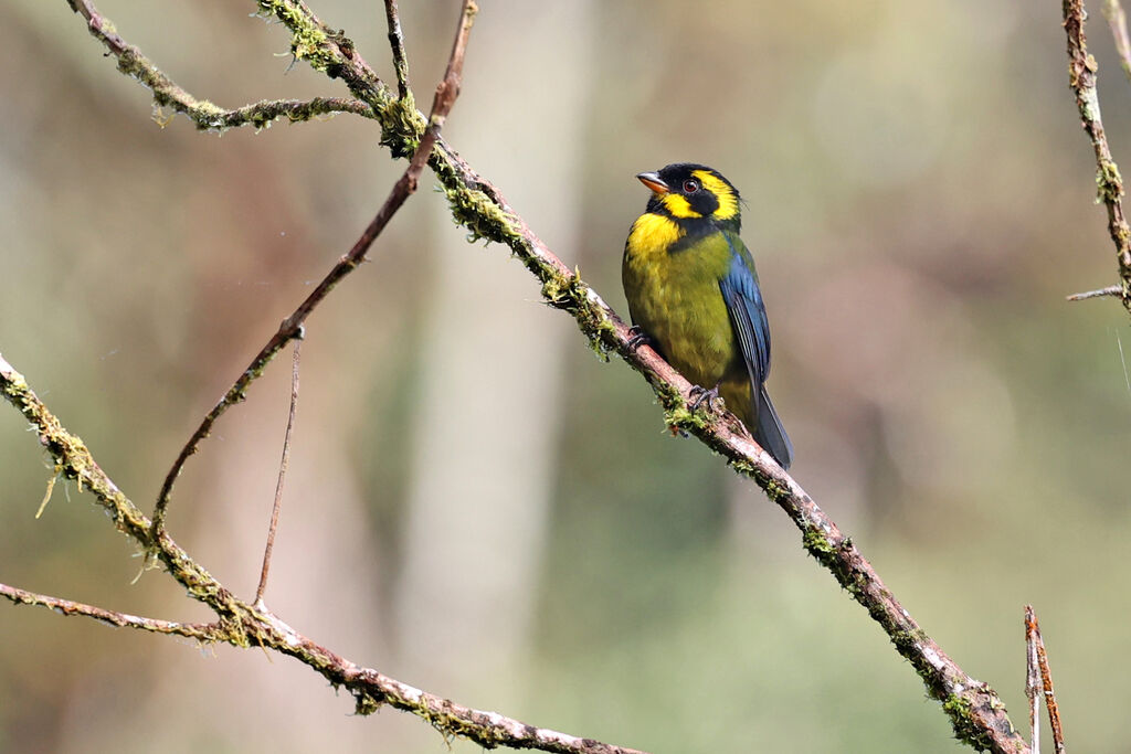 Gold-ringed Tanager
