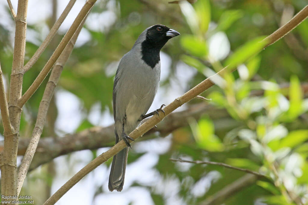 Black-faced Tanager male adult, habitat, pigmentation