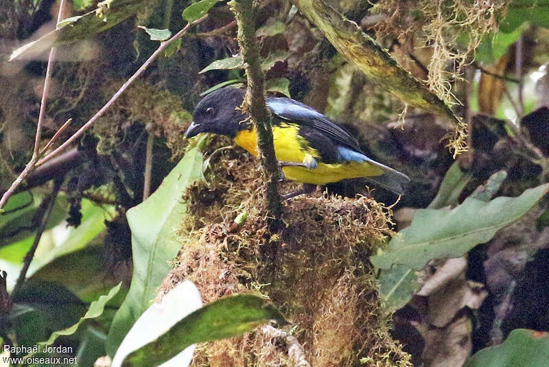 Black-and-gold Tanager male adult, identification