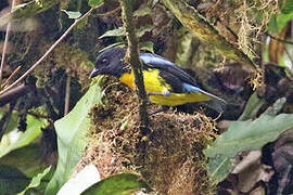 Black-and-gold Tanager