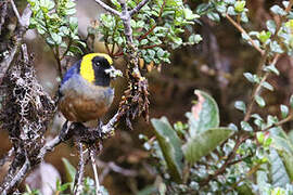 Golden-collared Tanager