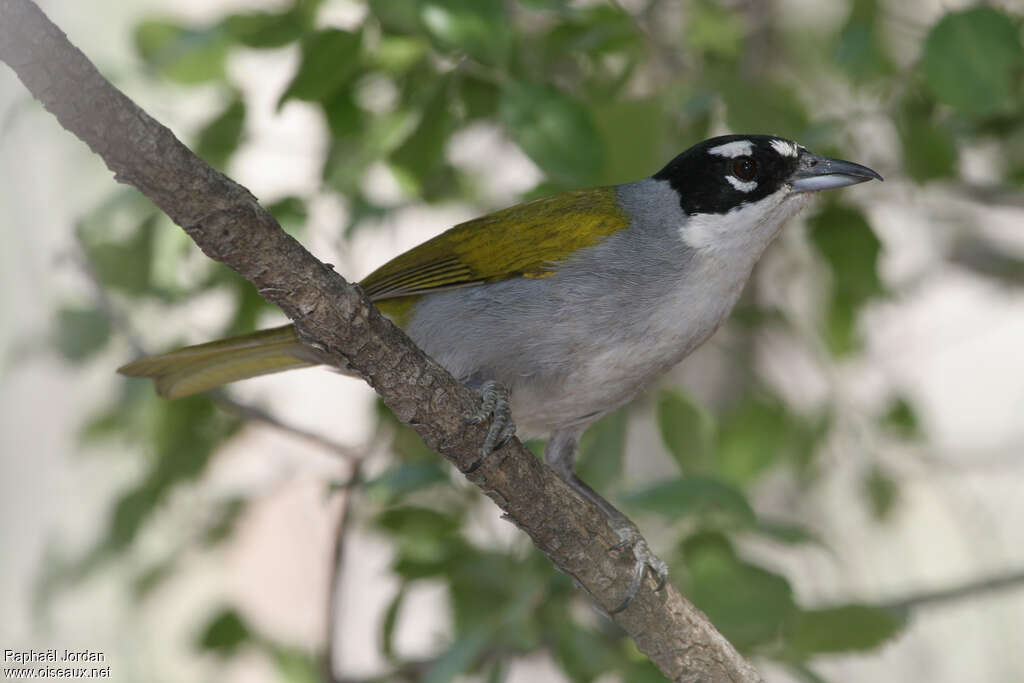 Black-crowned Tanageradult, identification