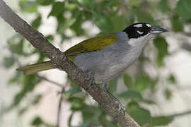 Black-crowned Palm-tanager