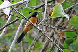 Yellow-crested Tanager