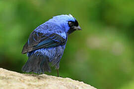 Diademed Tanager