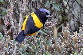 Golden-backed Mountain Tanager