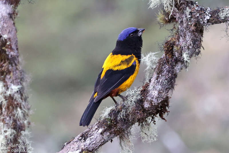 Golden-backed Mountain Tanageradult